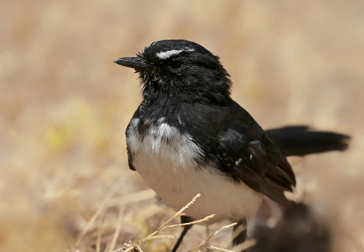 Willie-wagtail - ML103297021