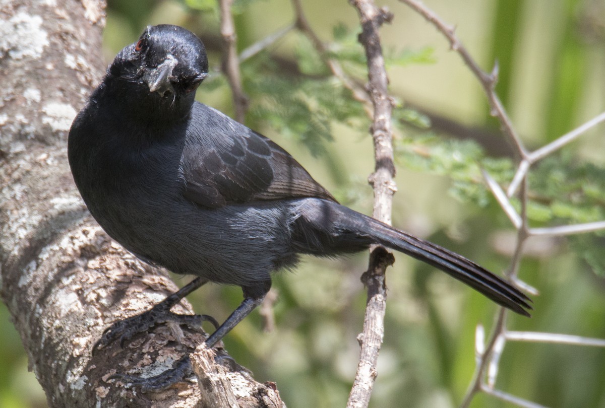 Fork-tailed Drongo - Scott Young