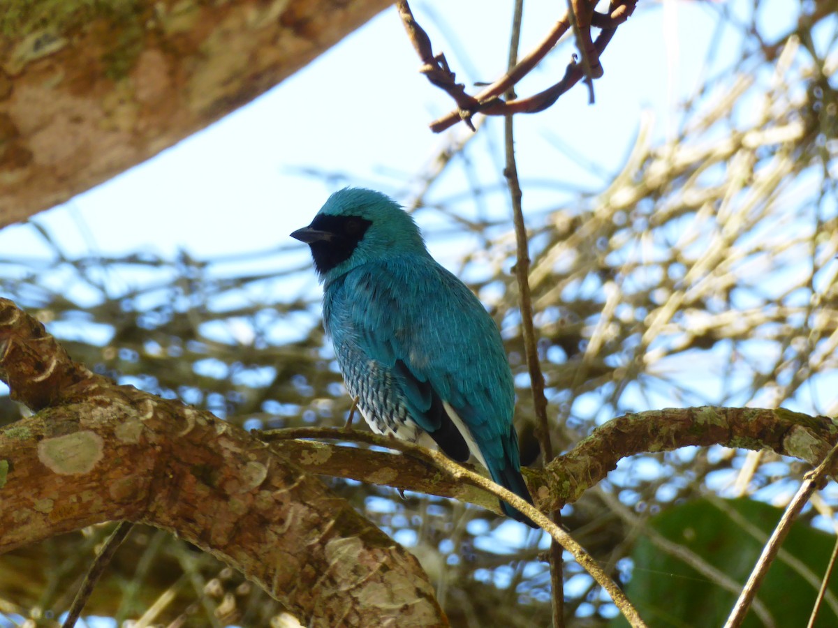 Swallow Tanager - ML103300851