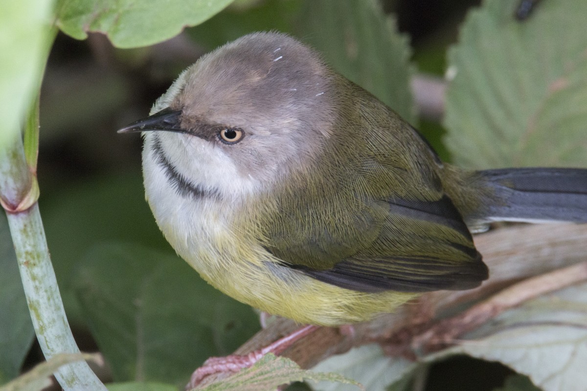 Bar-throated Apalis - Scott Young