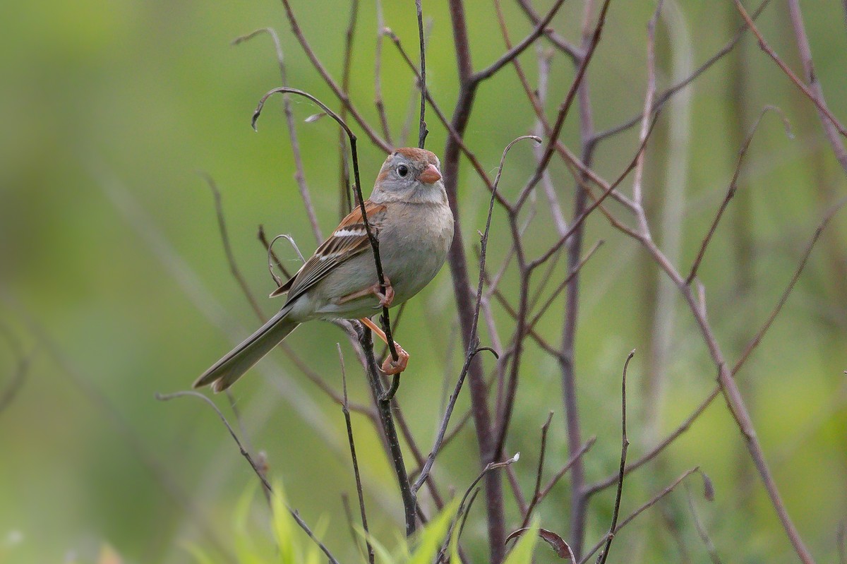 Field Sparrow - ML103304271