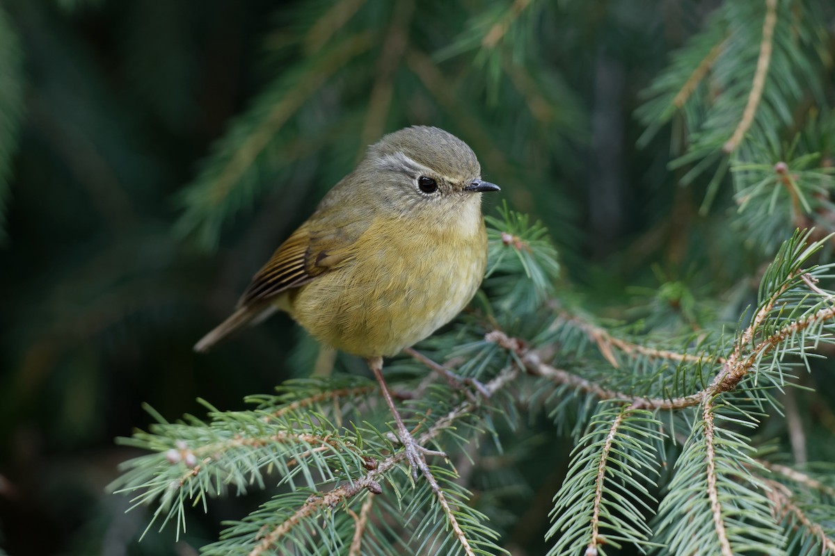 White-browed Bush-Robin - Anonymous