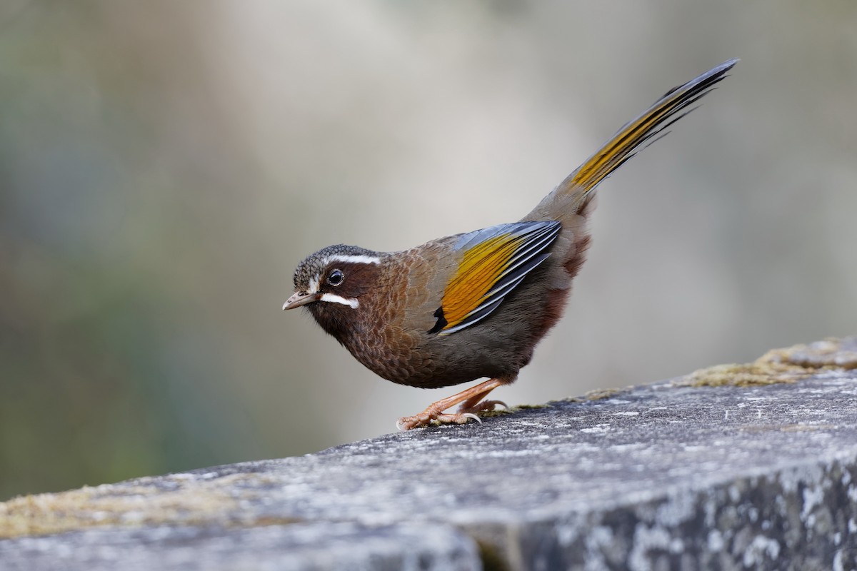 White-whiskered Laughingthrush - Anonymous