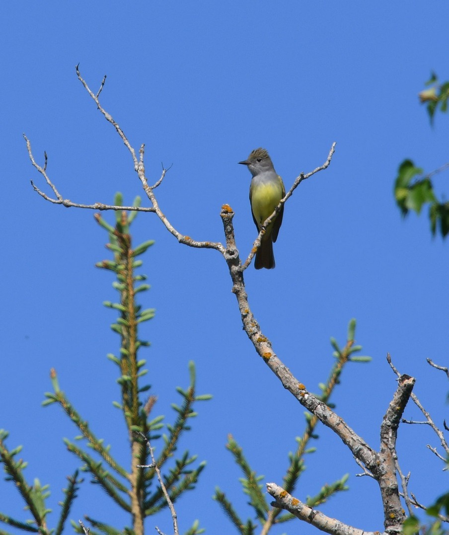 Great Crested Flycatcher - ML103309211