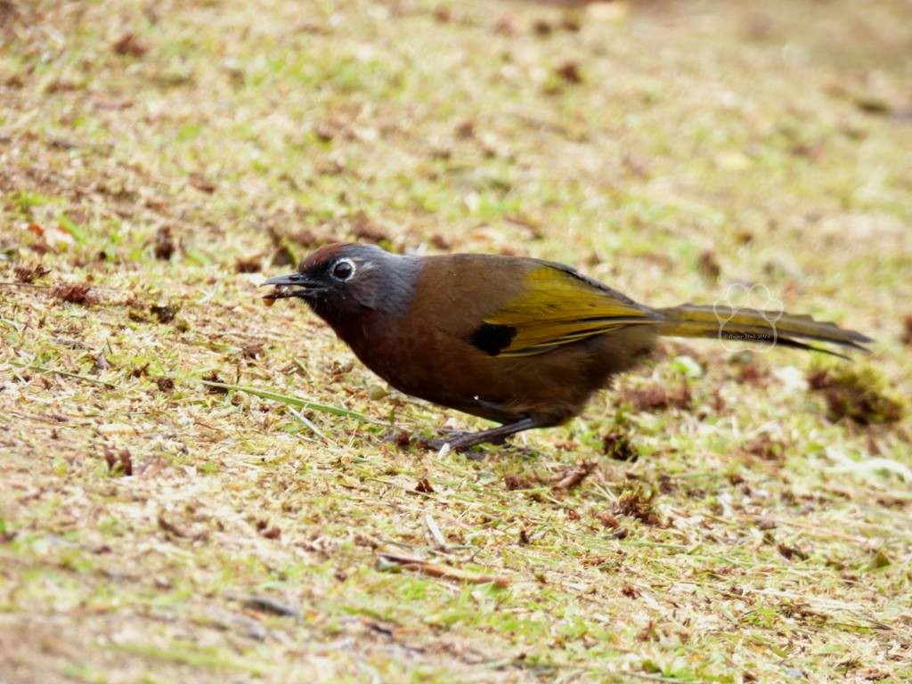 Chestnut-crowned Laughingthrush - Roger Yeoh