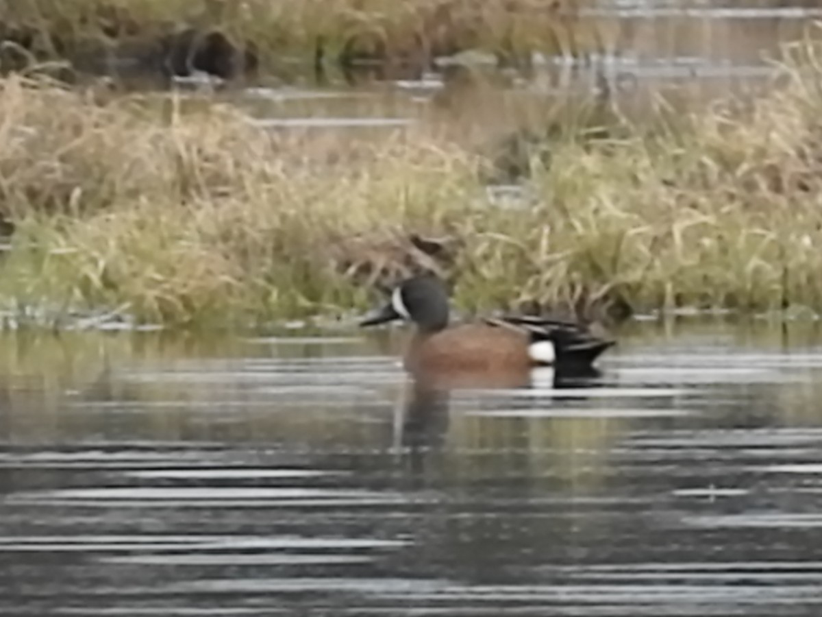Blue-winged Teal - ML103311651