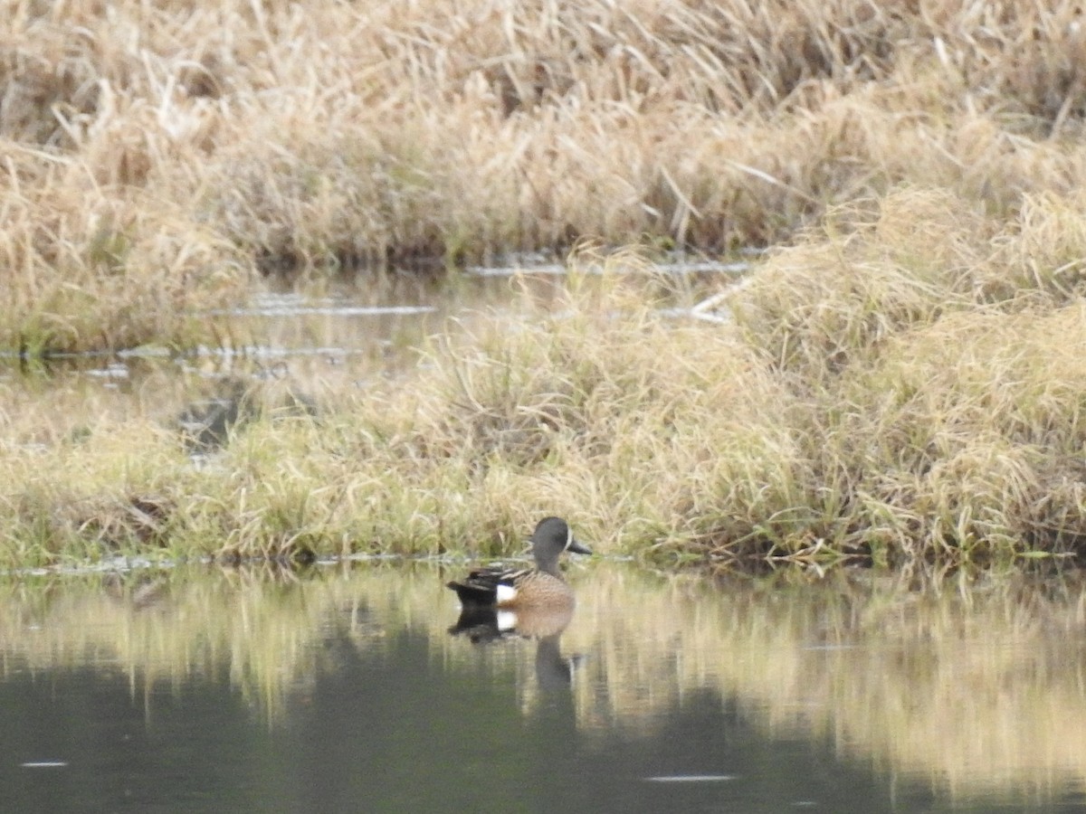 Blue-winged Teal - ML103311701