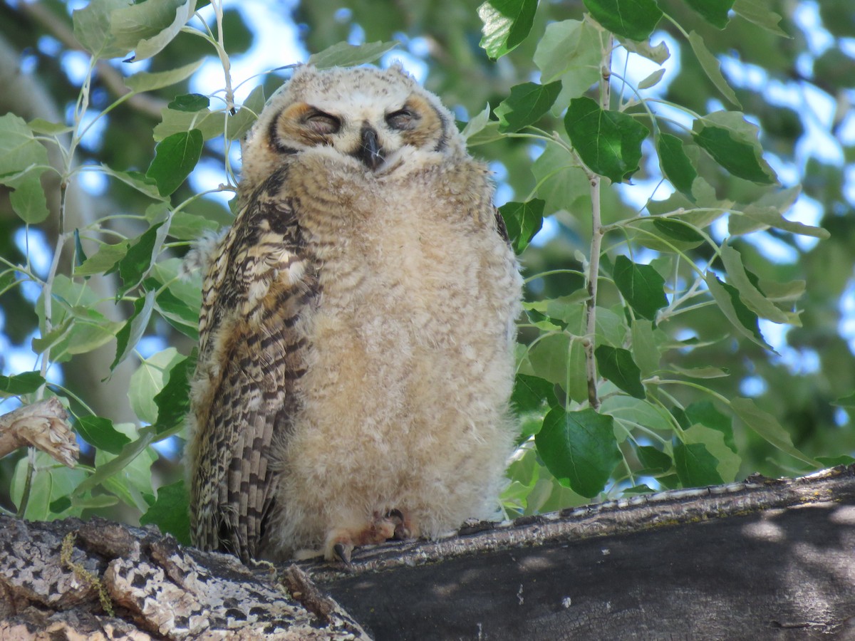 Great Horned Owl - Randy Smith