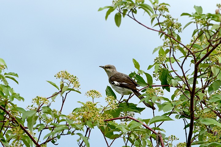 Northern Mockingbird - A H H .