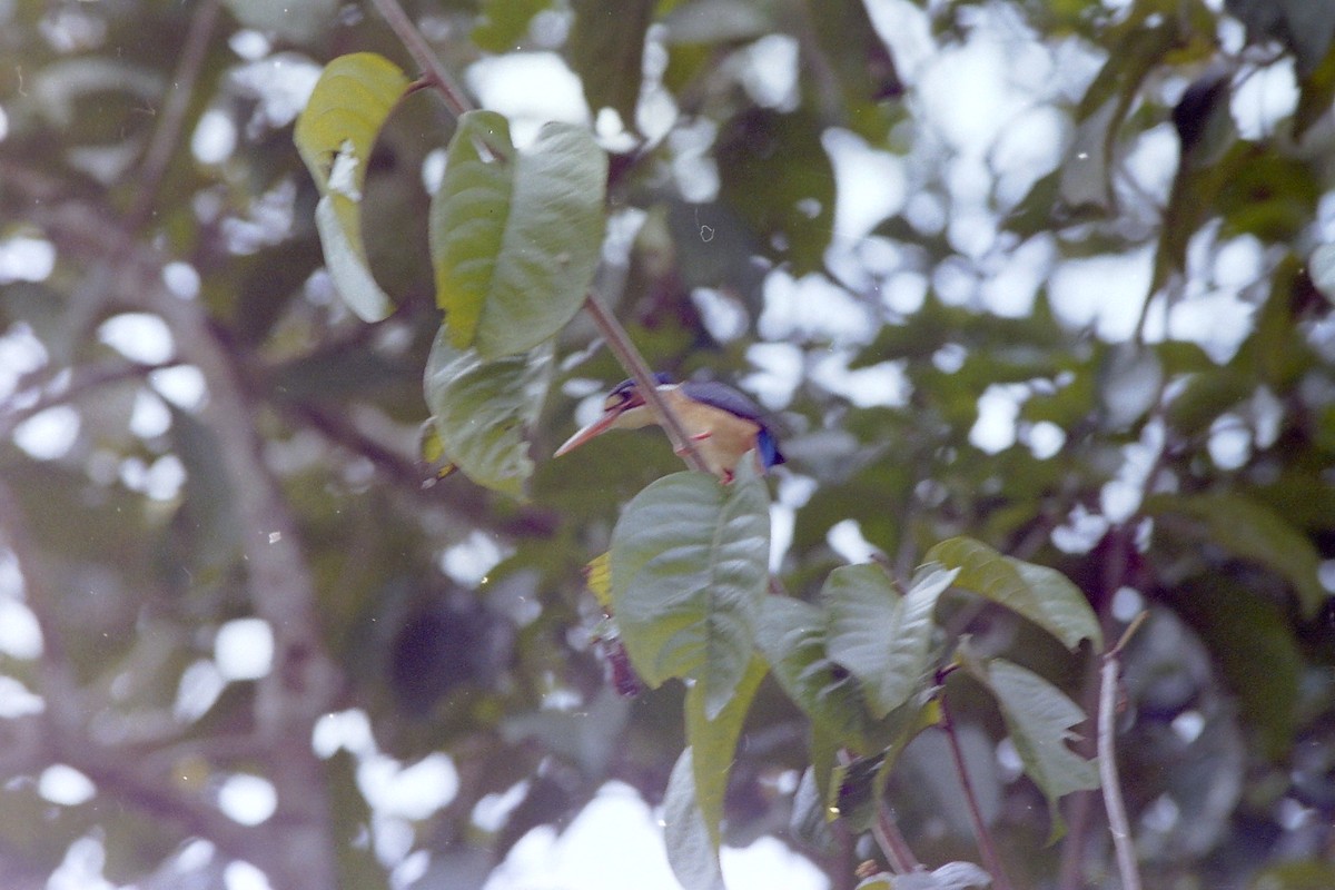 Common Kingfisher - Rick Jacobsen