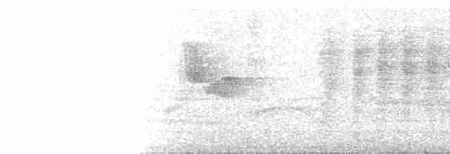 grånakkebekard (major gr.) - ML103322