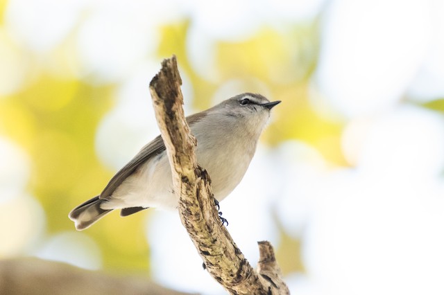 Mangrove Gerygone