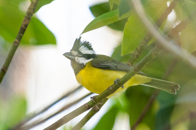 Eastern Shrike-tit