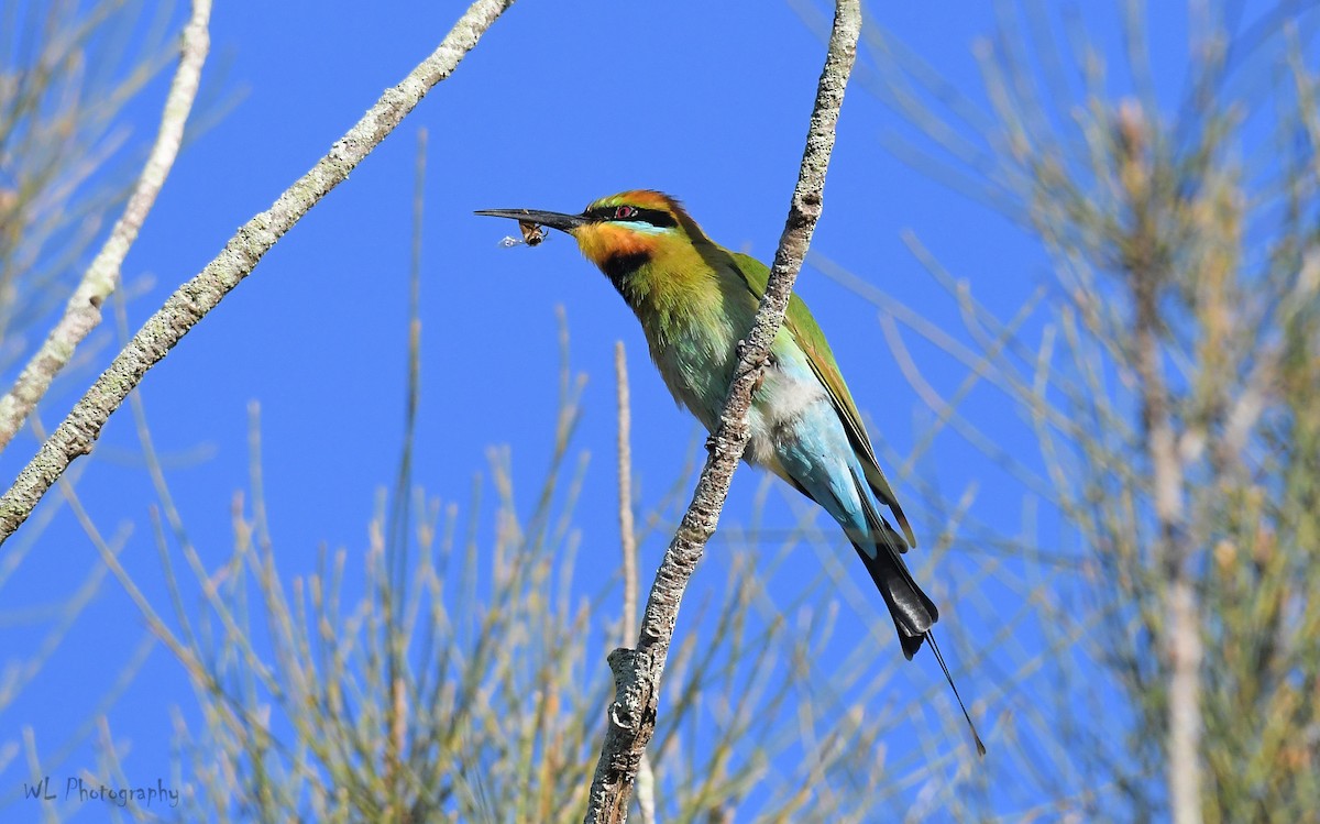 Rainbow Bee-eater - ML103322361