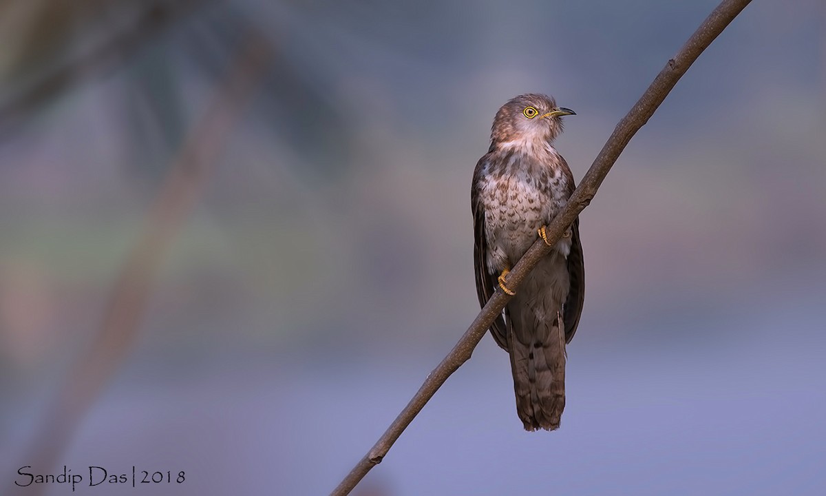 Common Hawk-Cuckoo - Sandip Das