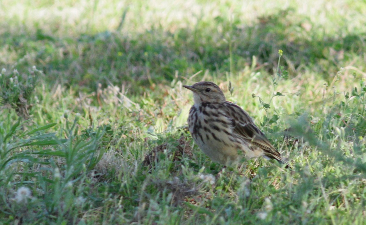 Red-throated Pipit - ML103331831