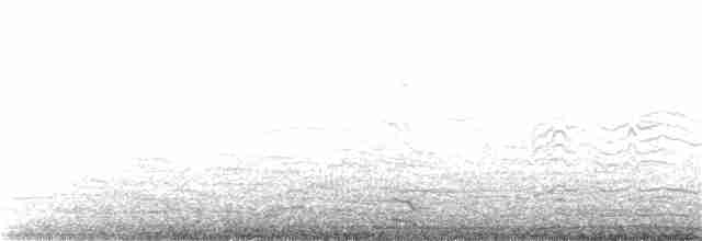 תוכי-ים אטלנטי - ML103332461