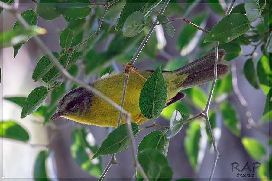 Golden-crowned Warbler - Ricardo A.  Palonsky