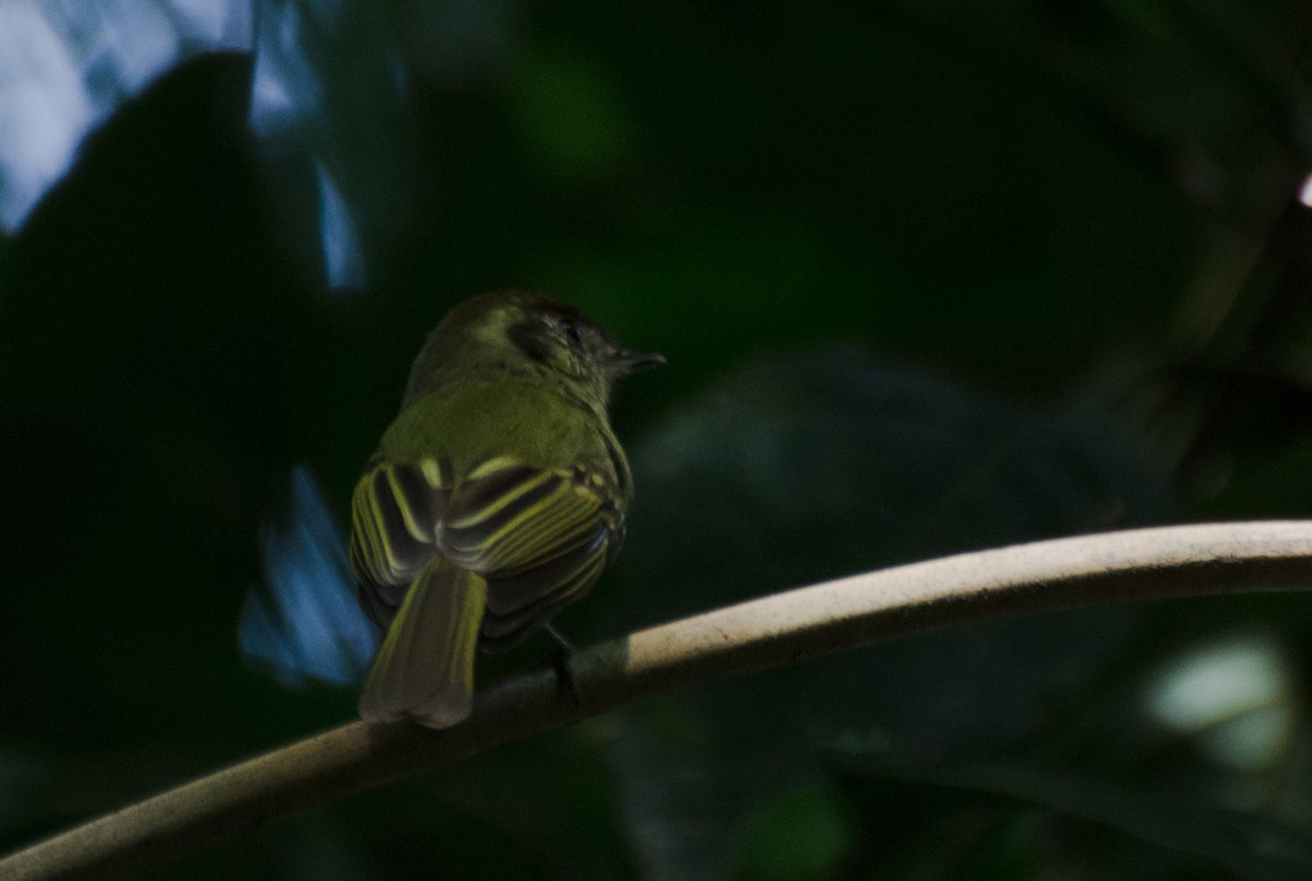 Sepia-capped Flycatcher - ML103334441