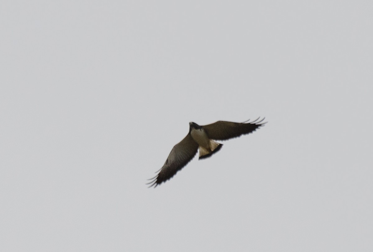 White-tailed Hawk - Marcos Eugênio Birding Guide