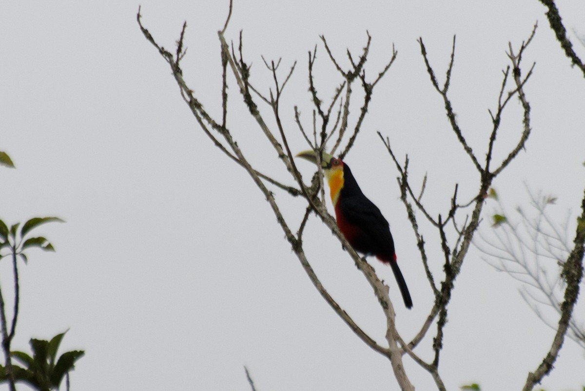 Red-breasted Toucan - ML103334571