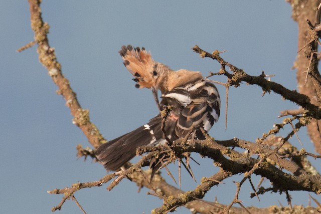 Bird Preening. - Eurasian Hoopoe (African) - 