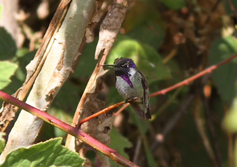 Costa's Hummingbird - ML103337001