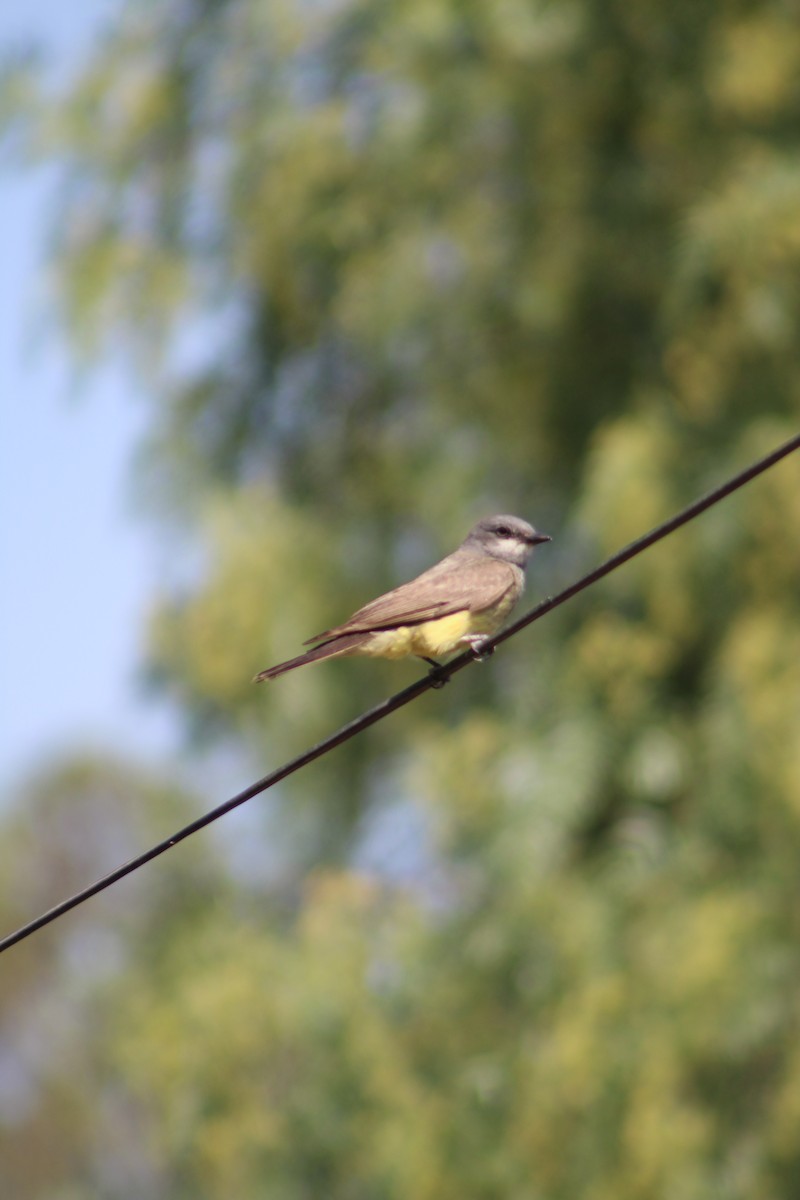 Cassin's Kingbird - Giselle Gayosso