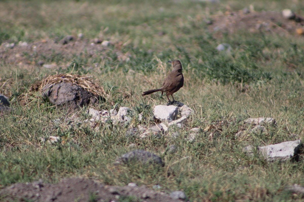 Curve-billed Thrasher - Giselle Gayosso
