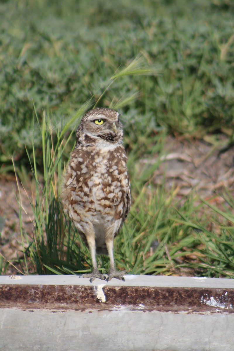 Burrowing Owl - ML103337831