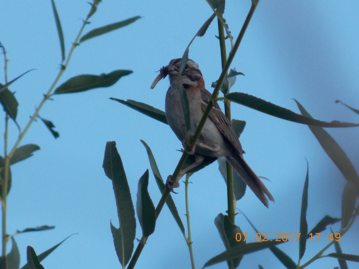 Rufous-collared Sparrow - ML103337861