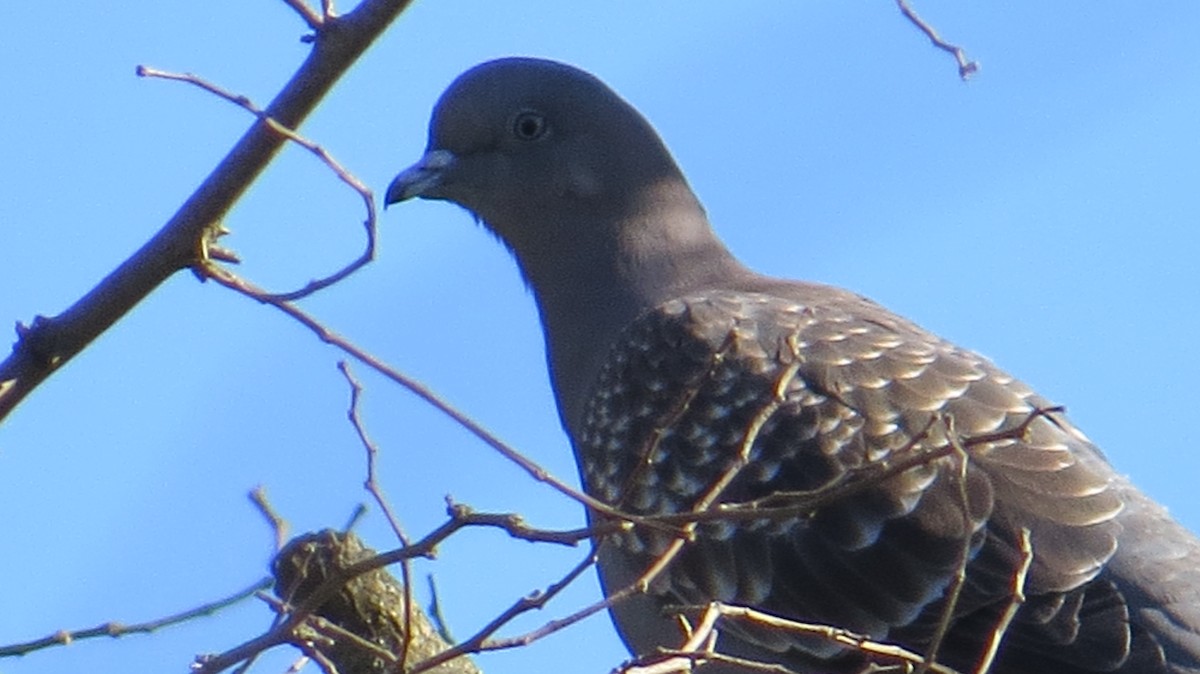 Spot-winged Pigeon - COA LOBERIA