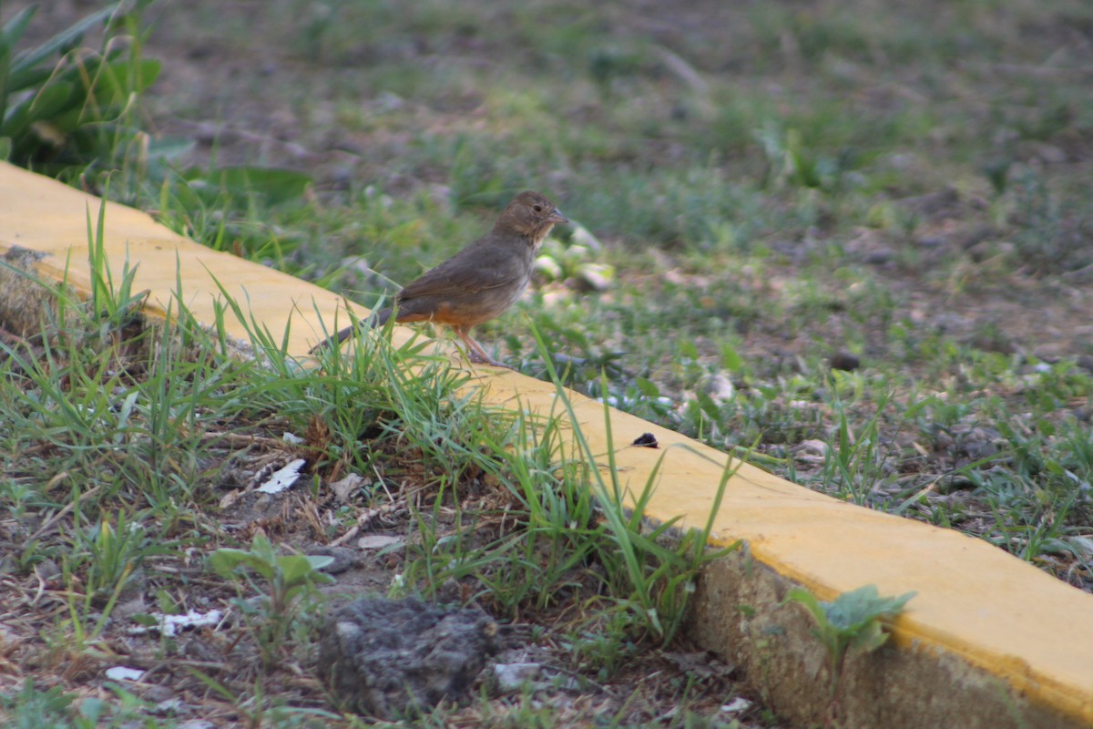 Canyon Towhee - Giselle Gayosso