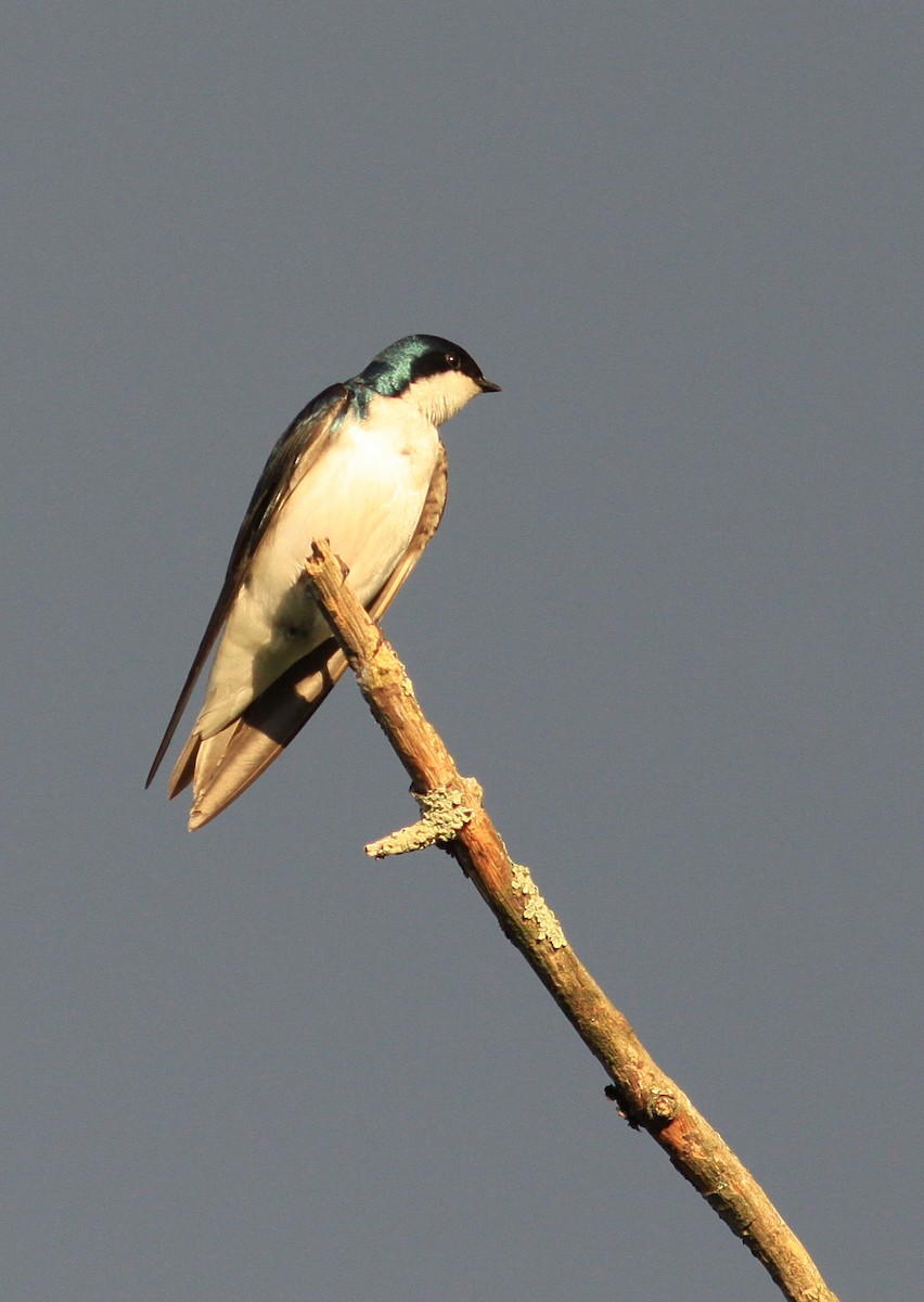 Tree Swallow - Rufus Wareham