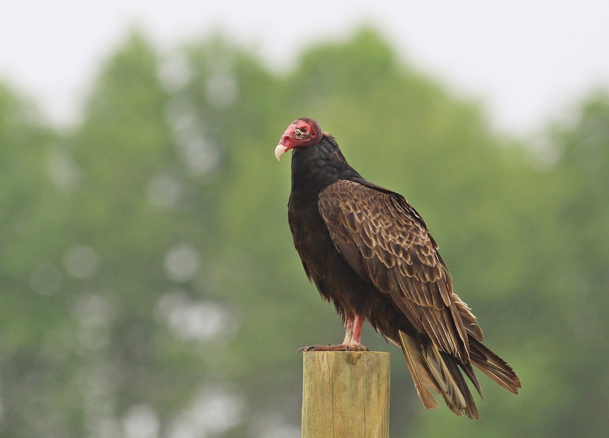 Turkey Vulture - Rufus Wareham