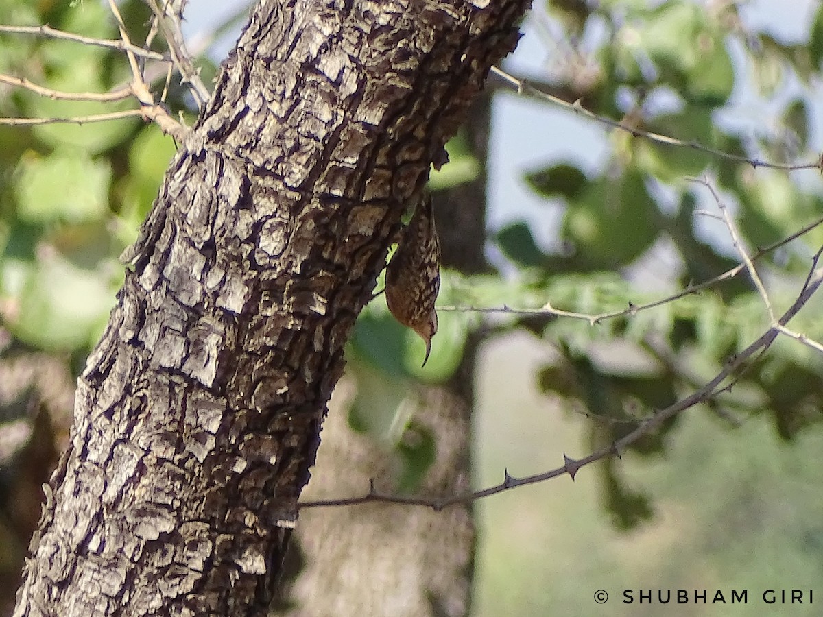 Indian Spotted Creeper - ML103341001