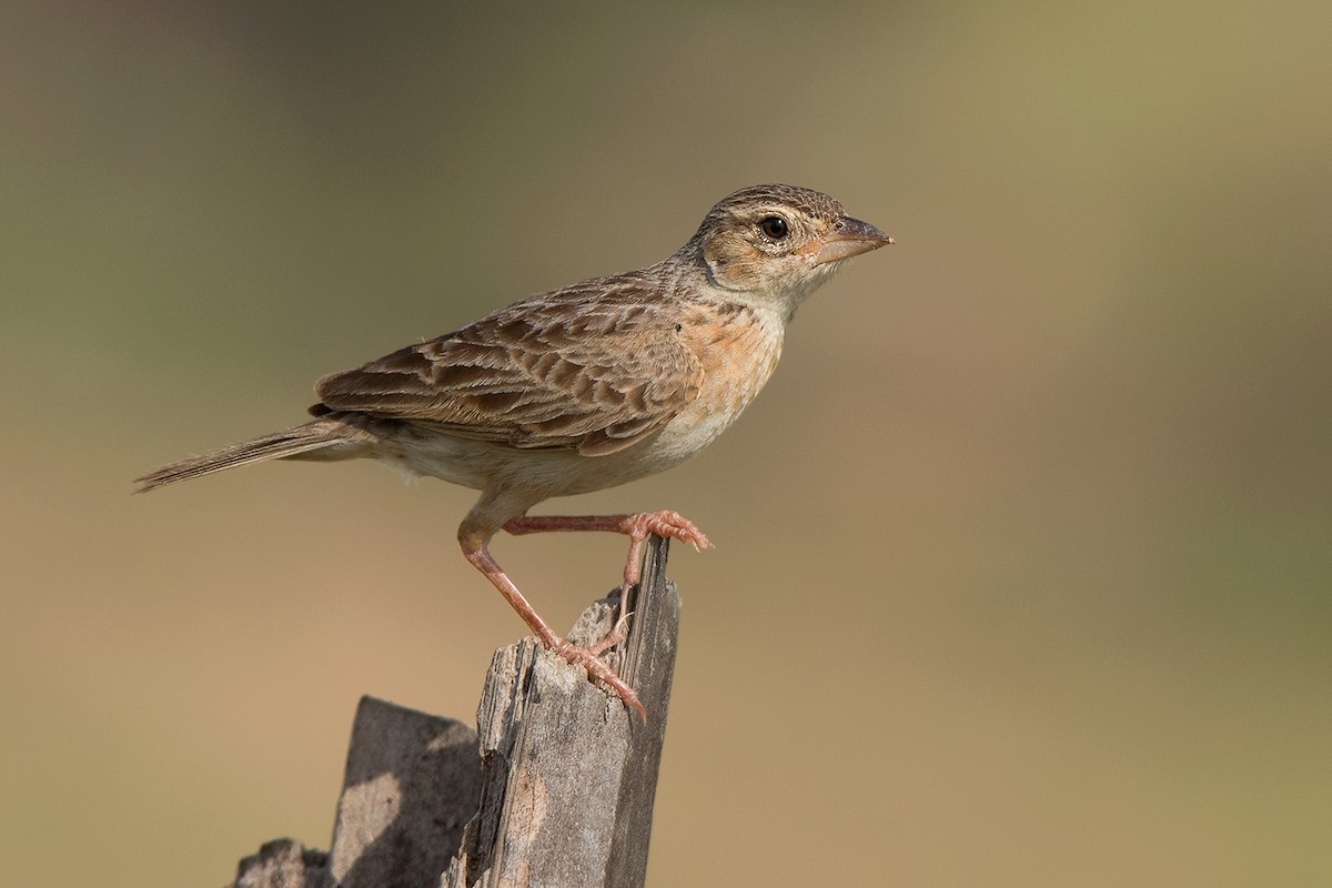 ML103342111 Singing Bushlark (Australasian) Macaulay Library