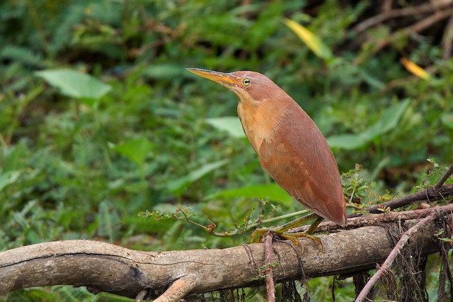 Similar species: Cinnamon Bittern (<em class="SciName notranslate">Ixobrychus cinnamomeus</em>). - Cinnamon Bittern - 