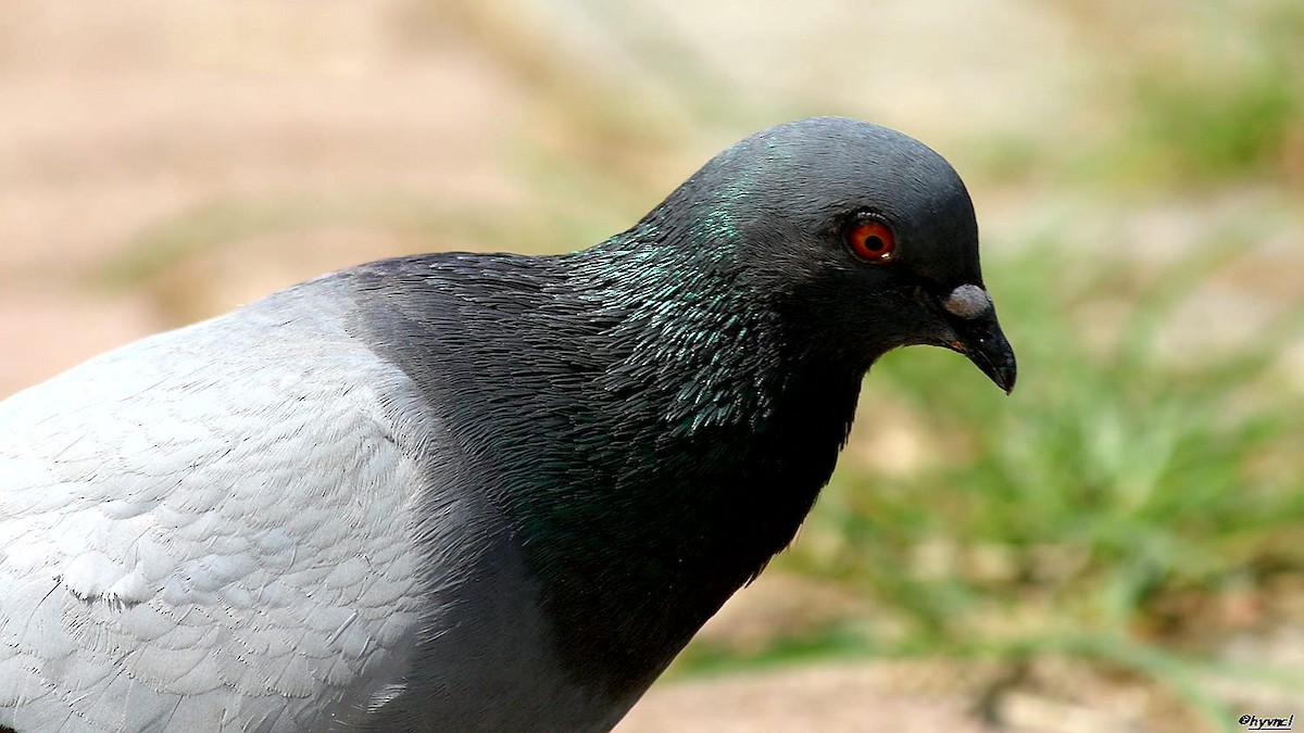Rock Pigeon (Feral Pigeon) - ML103343361