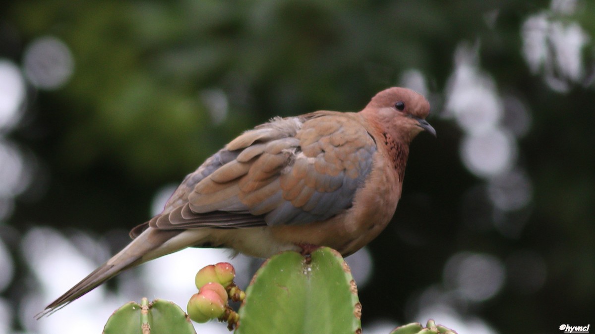 Laughing Dove - ML103343371