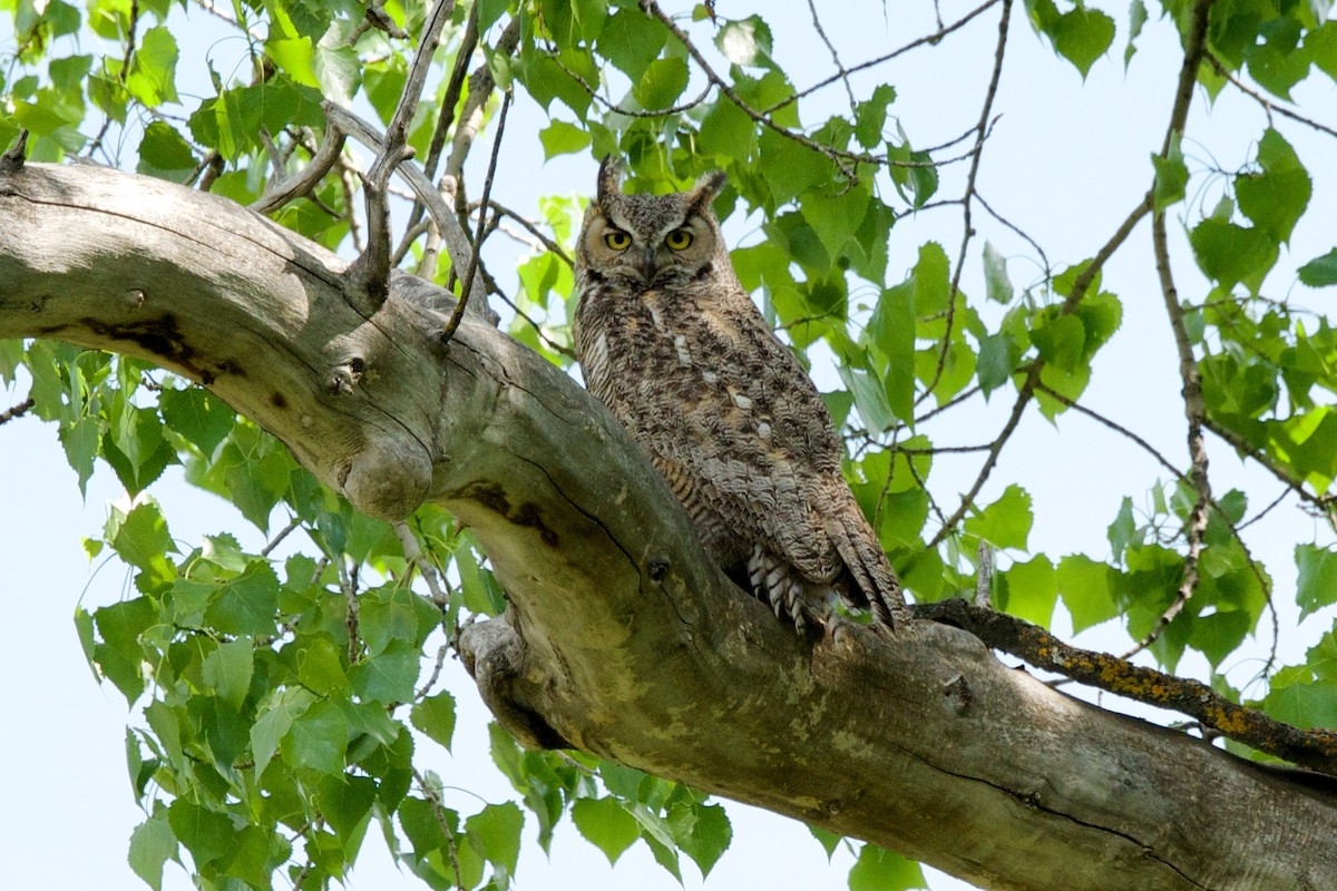 Great Horned Owl - ML103344331