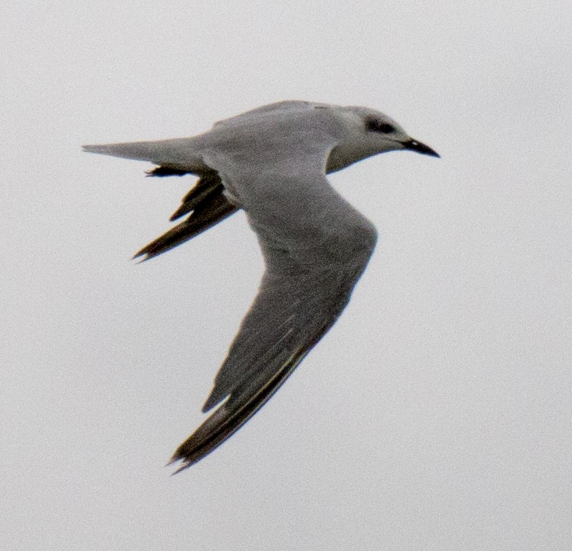 Gull-billed Tern - Scott Young