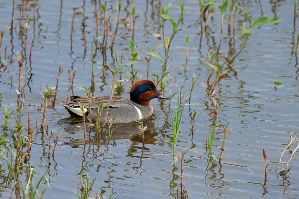 Green-winged Teal - Marilyn Henry