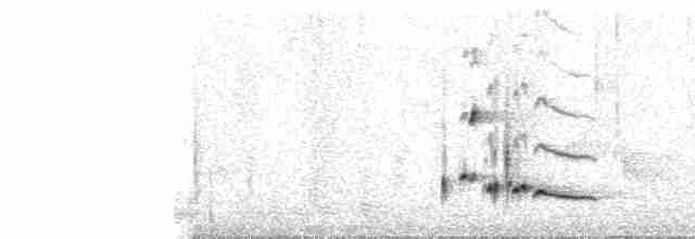 Ak Karınlı Çıtkuşu [leucogastra grubu] - ML103348