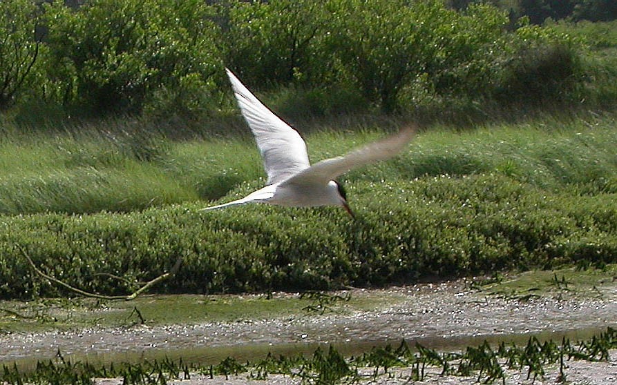 Common Tern - Urdaibai  Bird Center