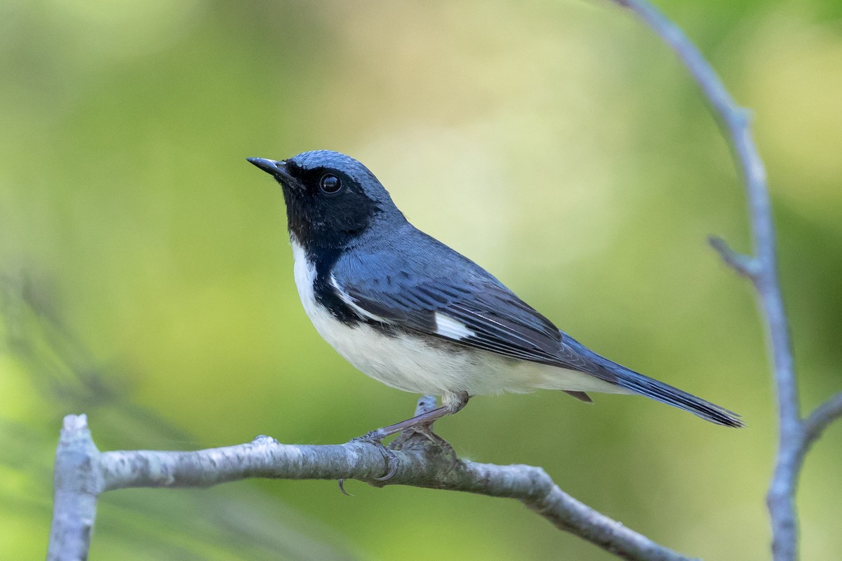 Black-throated Blue Warbler - Cory Gregory