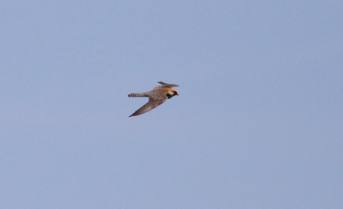 Red-footed Falcon - ML103351681