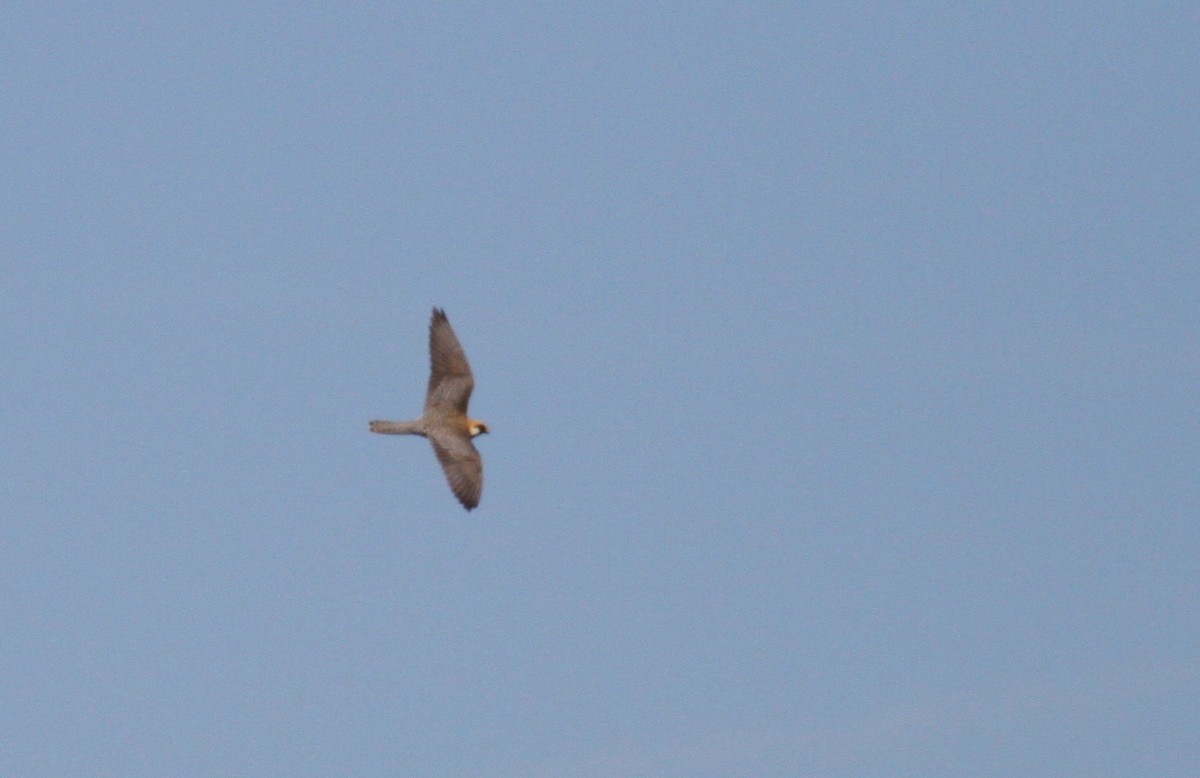 Red-footed Falcon - ML103351691