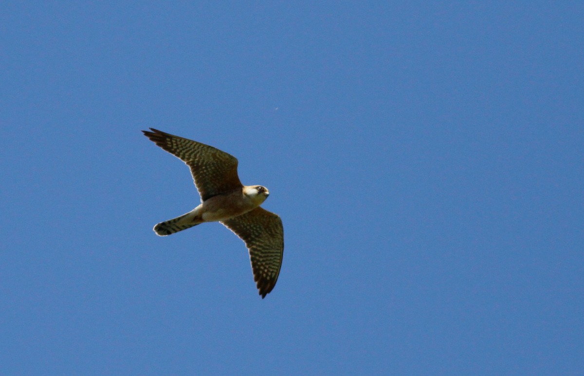 Red-footed Falcon - ML103351701