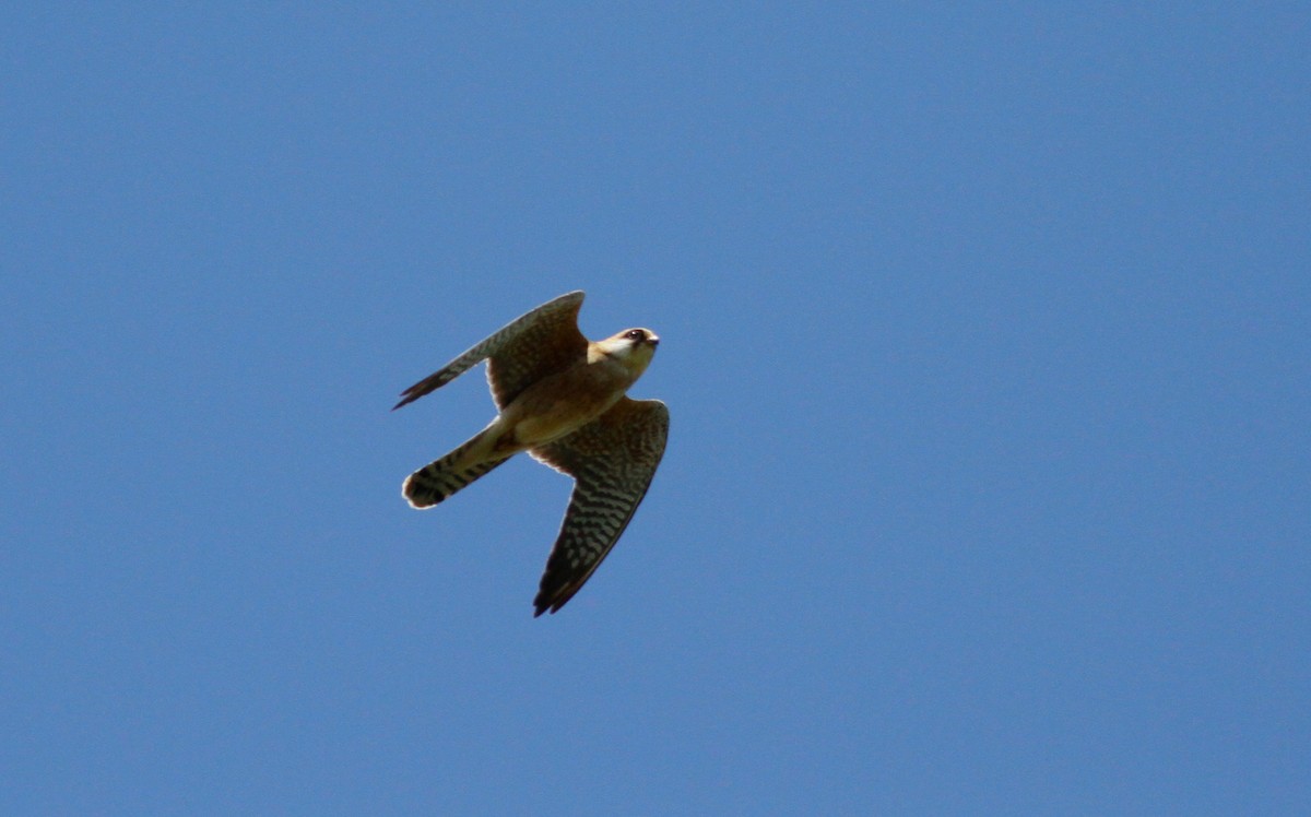 Red-footed Falcon - ML103351731